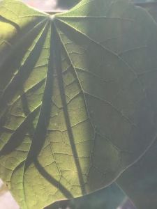 leaf